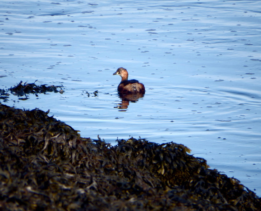 Little grebe