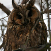 Long-eared owl