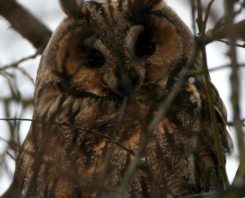 Long-eared owl