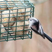 Long-tailed tit at feeder