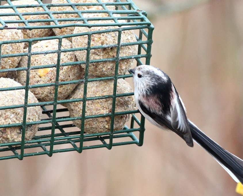 Long-tailed tit at feeder