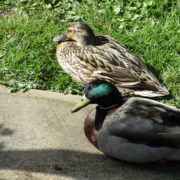 Mallard