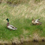 Mallard couple