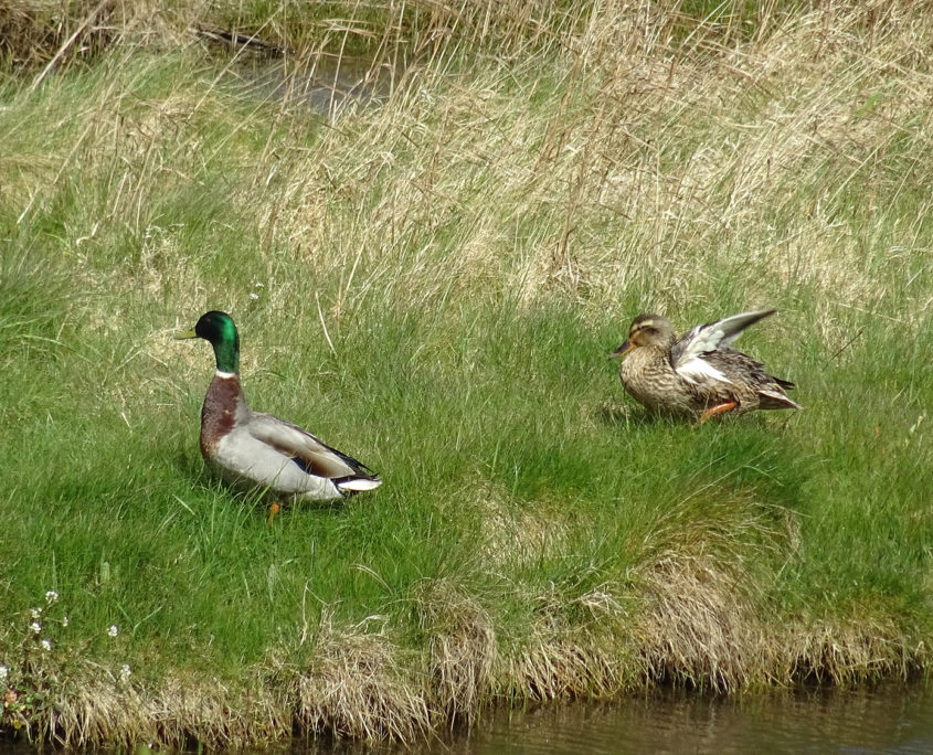 Mallard couple