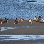 Mallard group