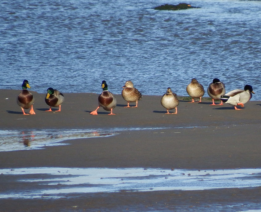 Mallard group