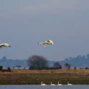 Mute swan in flight