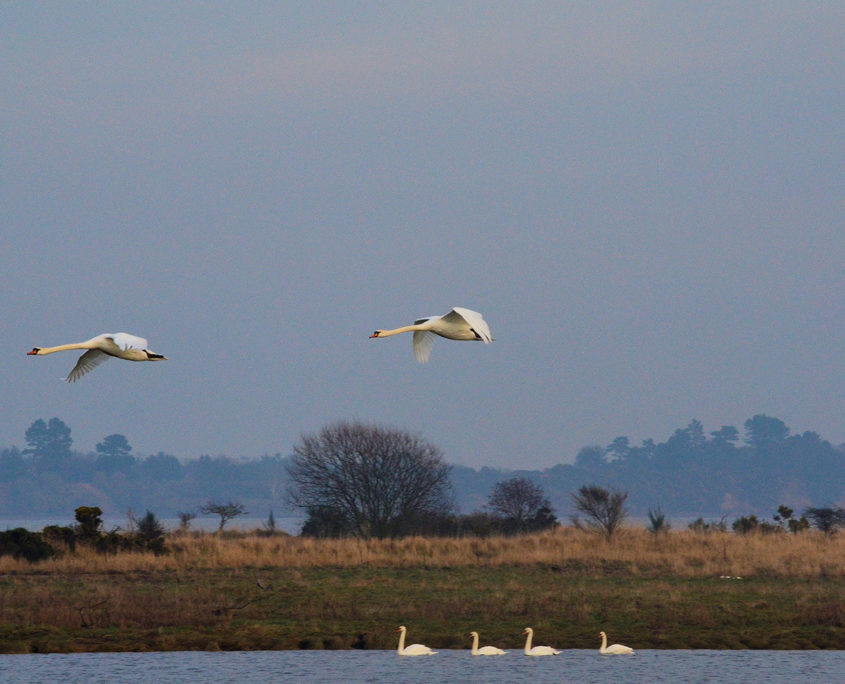 Mute swan in flight