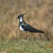 Northern lapwing