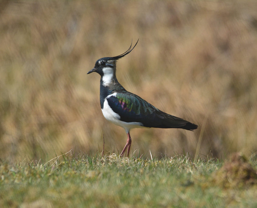 Northern lapwing