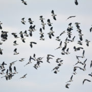 Northern lapwing flock in flight