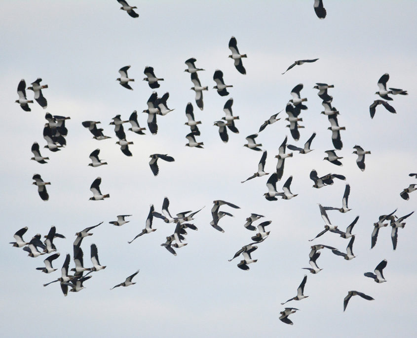 Northern lapwing flock in flight