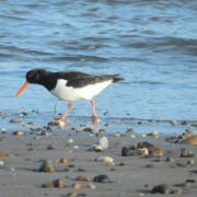 Oystercatcher