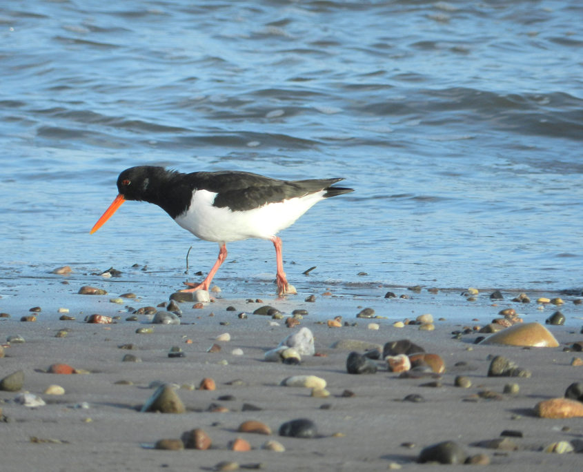 Oystercatcher