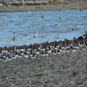 Oystercatchers