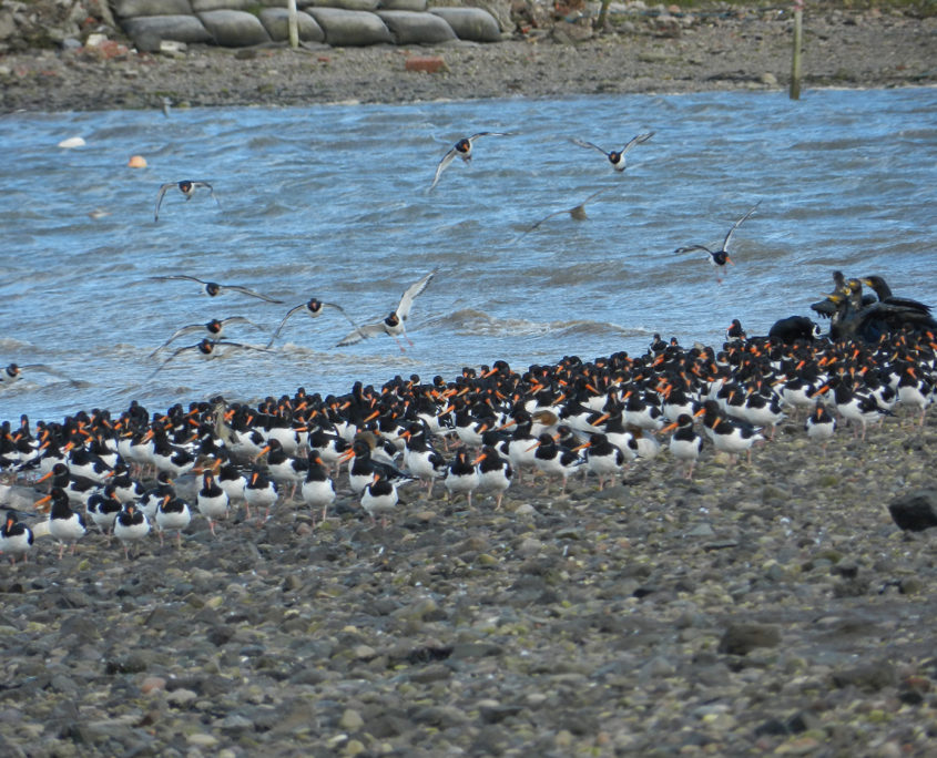 Oystercatchers