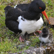 Oystercatcher and chick