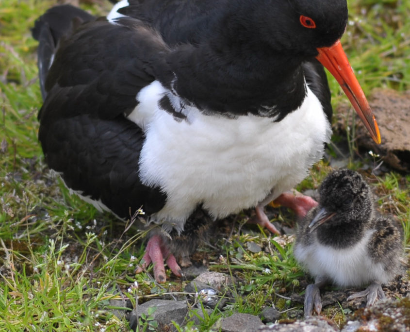 Oystercatcher and chick