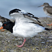 Oystercatcher preening