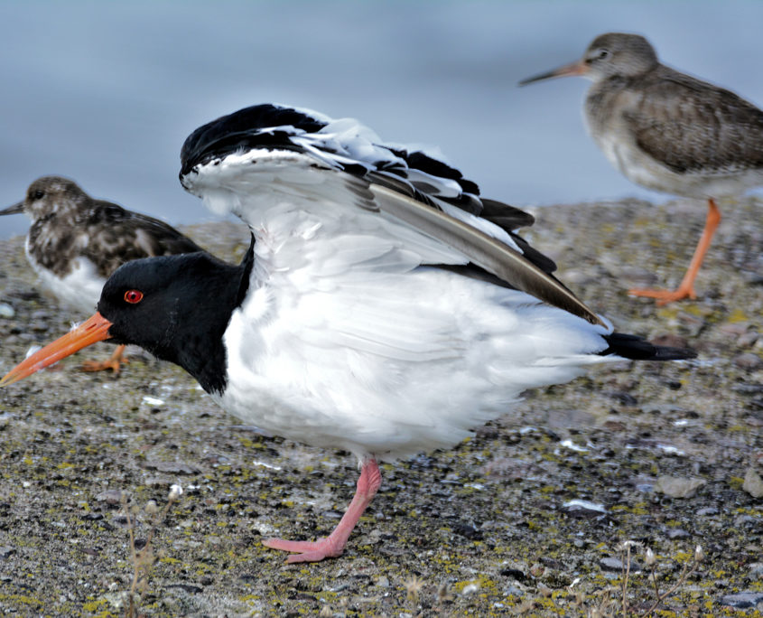 Oystercatcher preening