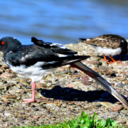 Oystercatcher stretching wings