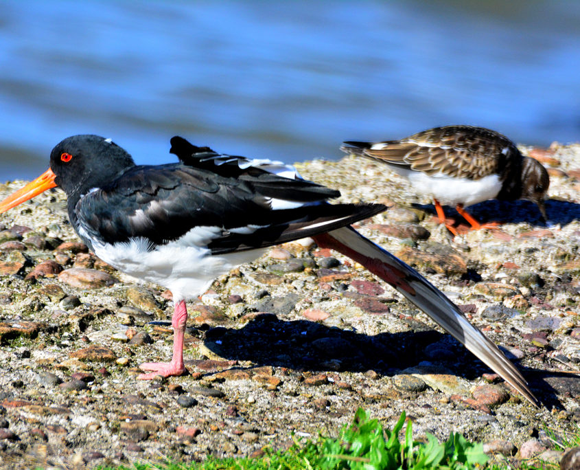 Oystercatcher stretching wings