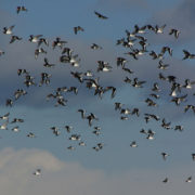 Oystercatchers in flight