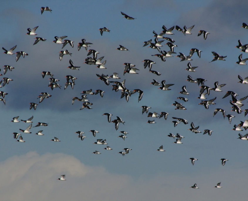 Oystercatchers in flight