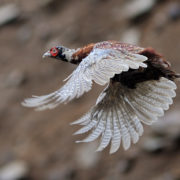 Pheasant in flight