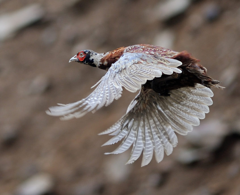 Pheasant in flight