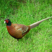 Pheasant