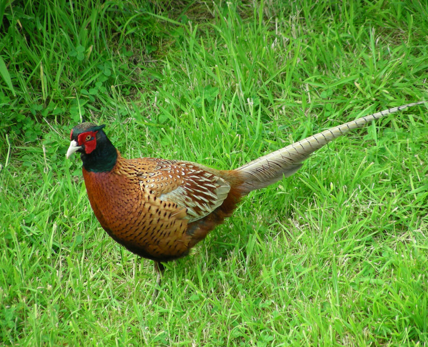 Pheasant