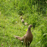 Pheasant with chicks