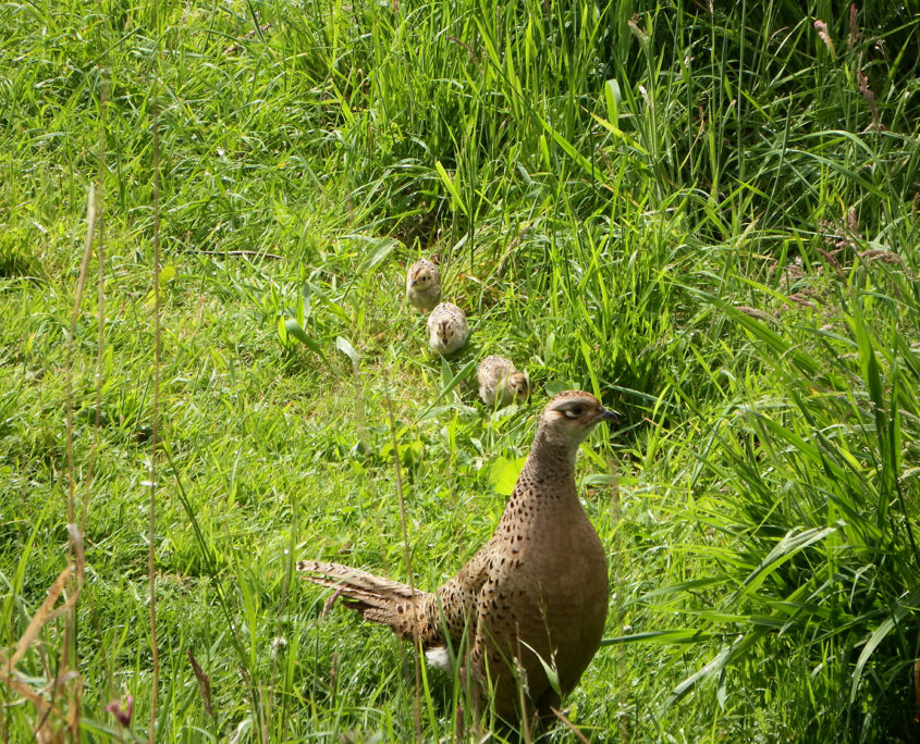 Pheasant with chicks