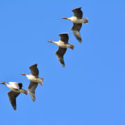 Pink-footed geese