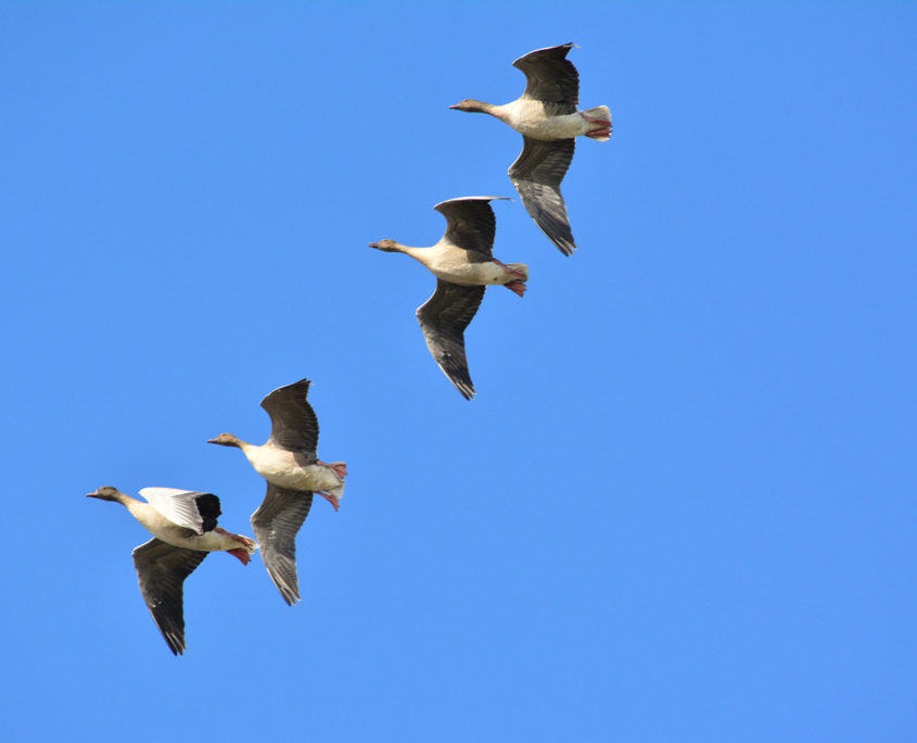 Pink-footed geese