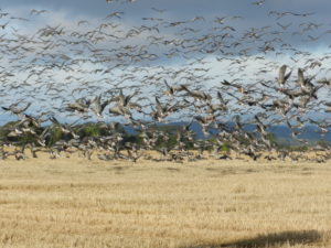 Pink-footed Geese © Harry Bickerstaff