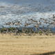 Pink-footed Geese © Harry Bickerstaff