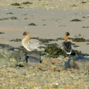 Pink-footed geese