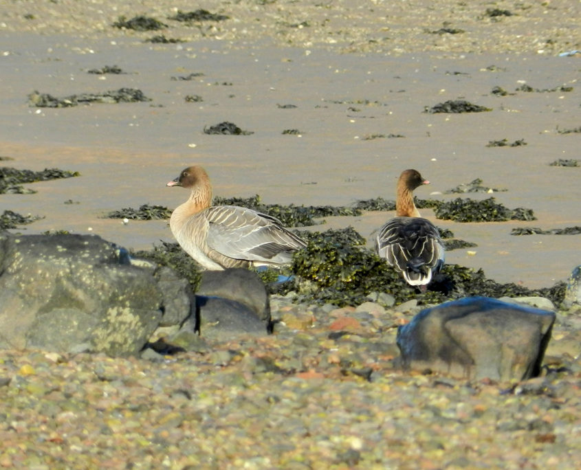 Pink-footed geese