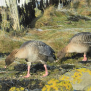 Pink-footed geese