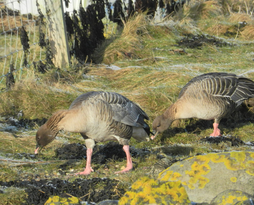 Pink-footed geese