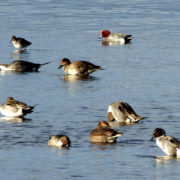 Pin-tail duck, Widgeon and Redshank