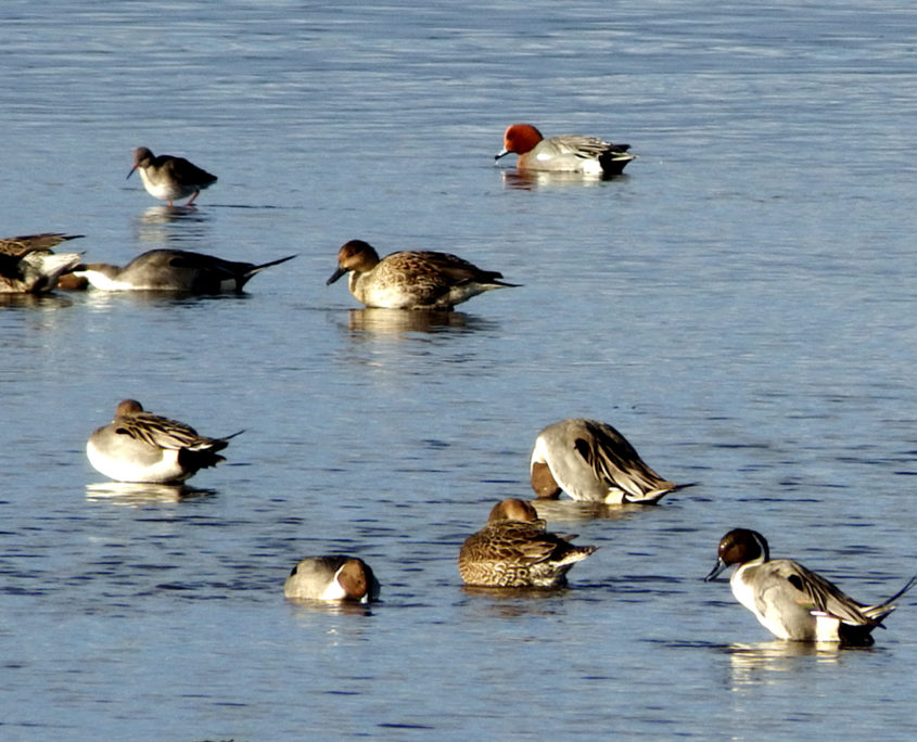 Pin-tail duck, Widgeon and Redshank