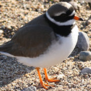 Ringed plover