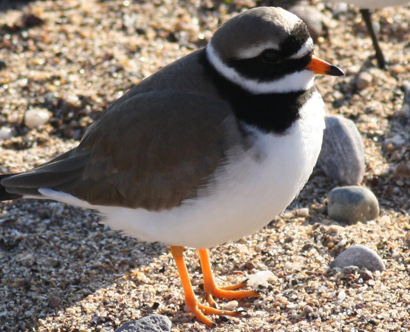 Ringed plover