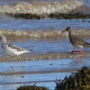 Greenshank and Redshank