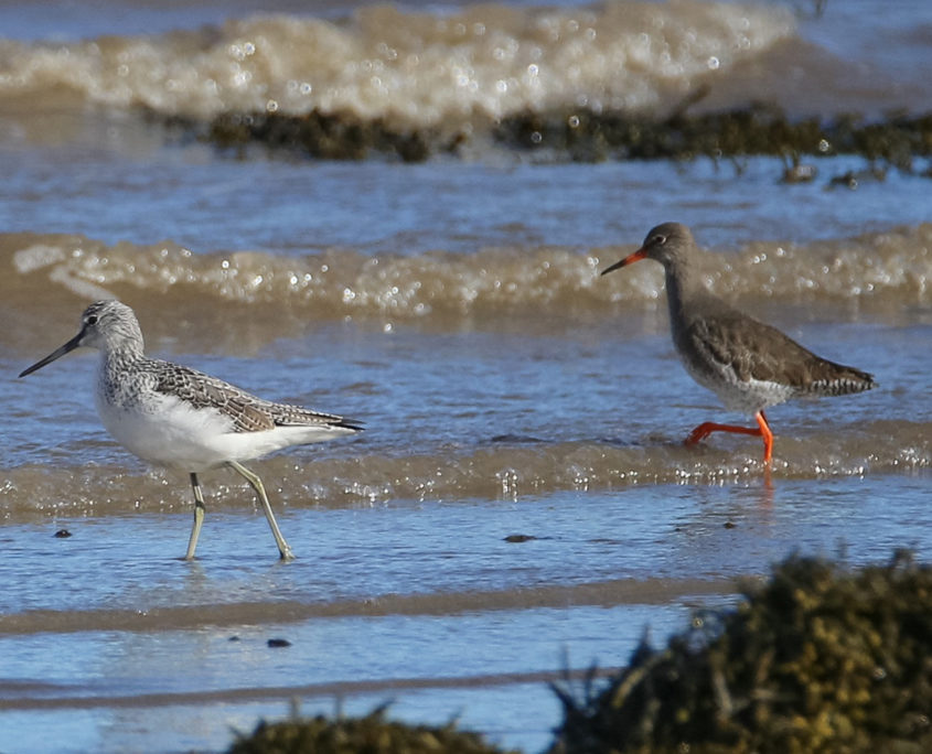 Greenshank and Redshank