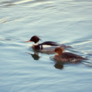 Red-breasted mergansers