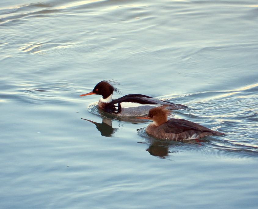 Red-breasted mergansers